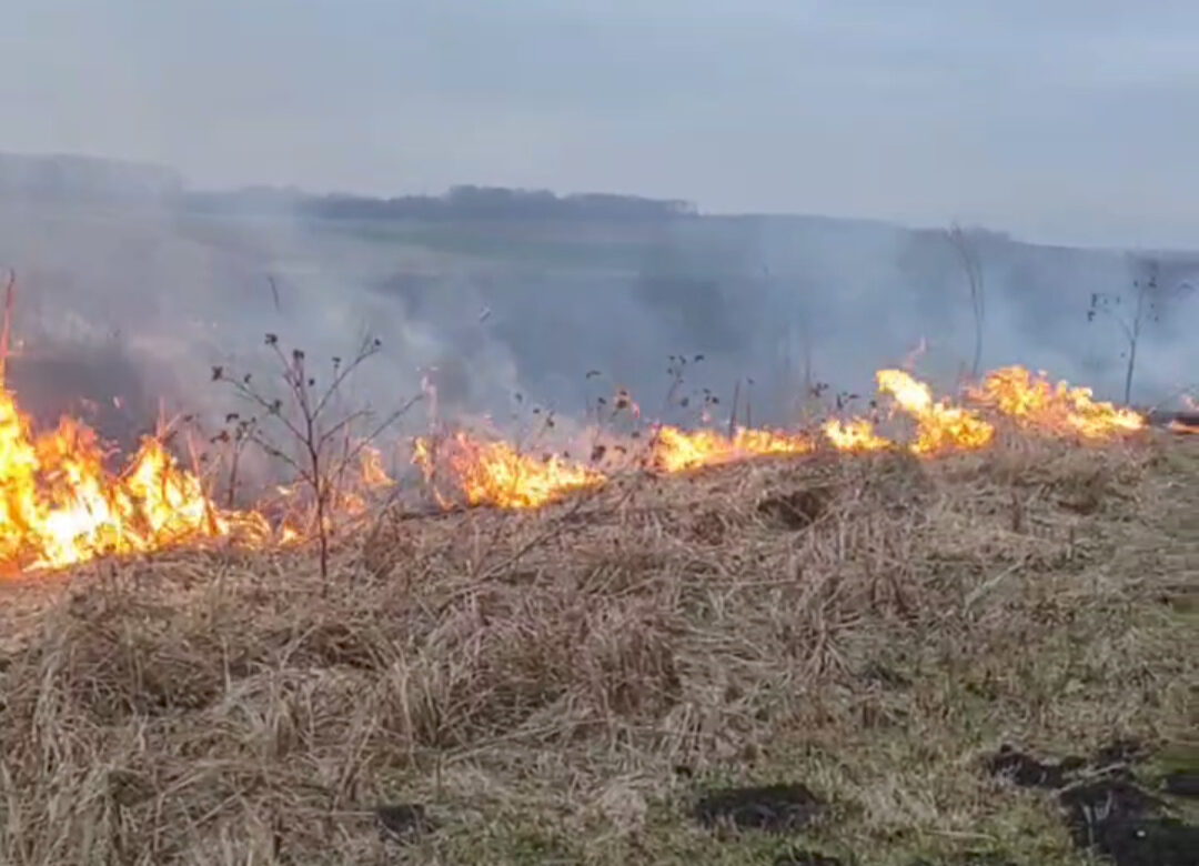На Рівненщині знову палять сухостій (ВІДЕО)