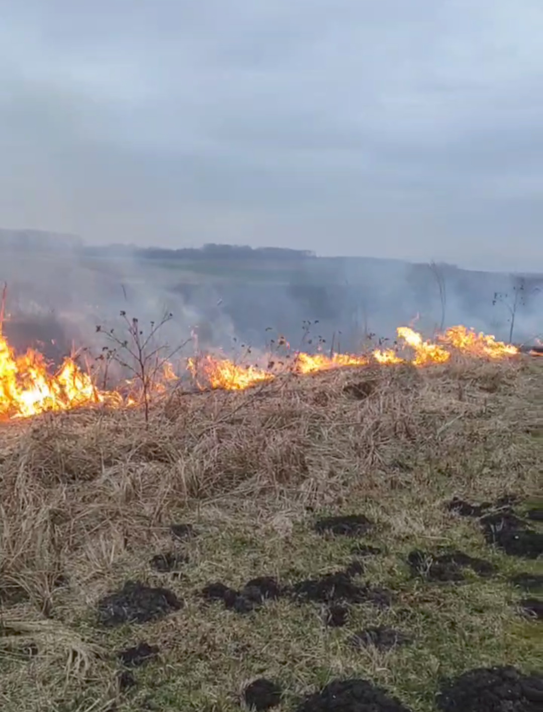 На Рівненщині знову палять сухостій (ВІДЕО) 0000