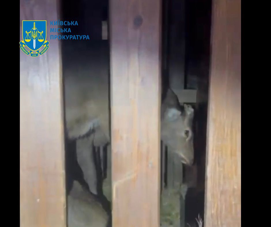 1 Жителя Рівненщини затримали за перевезення оленів: одна тварина загинула