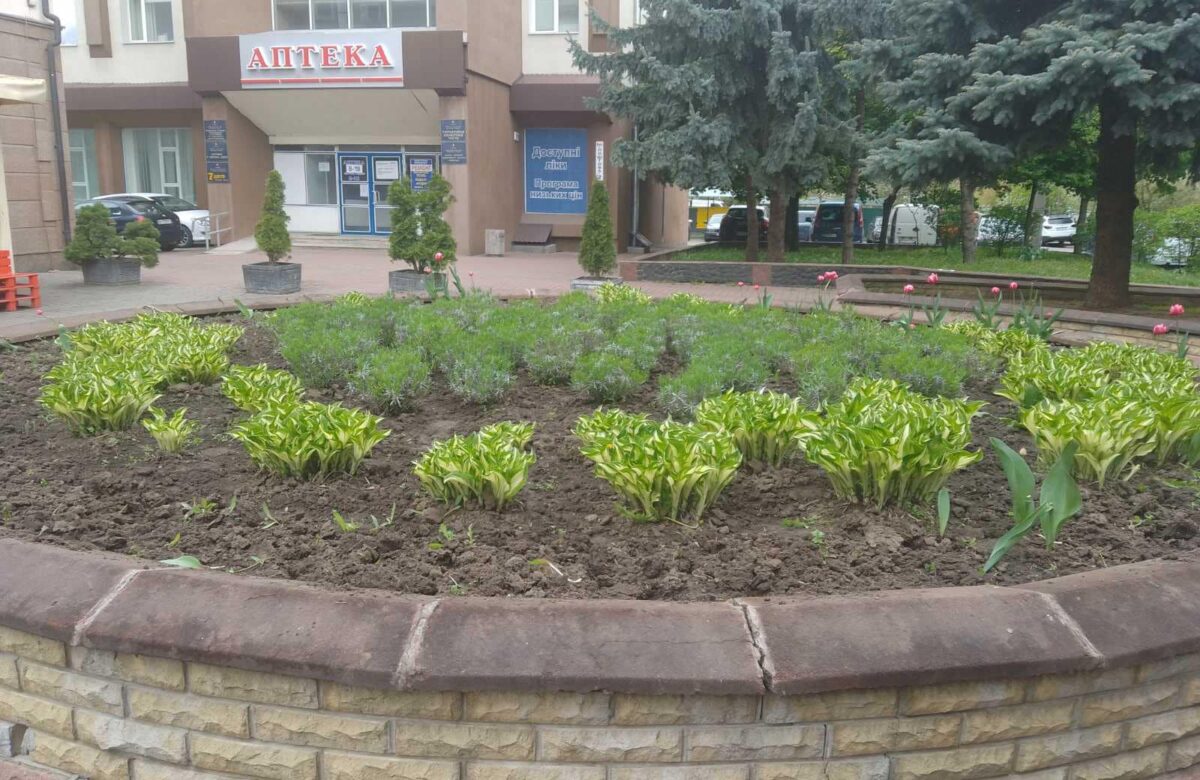 У Рівному продовжують виривати квіти з міських клумб