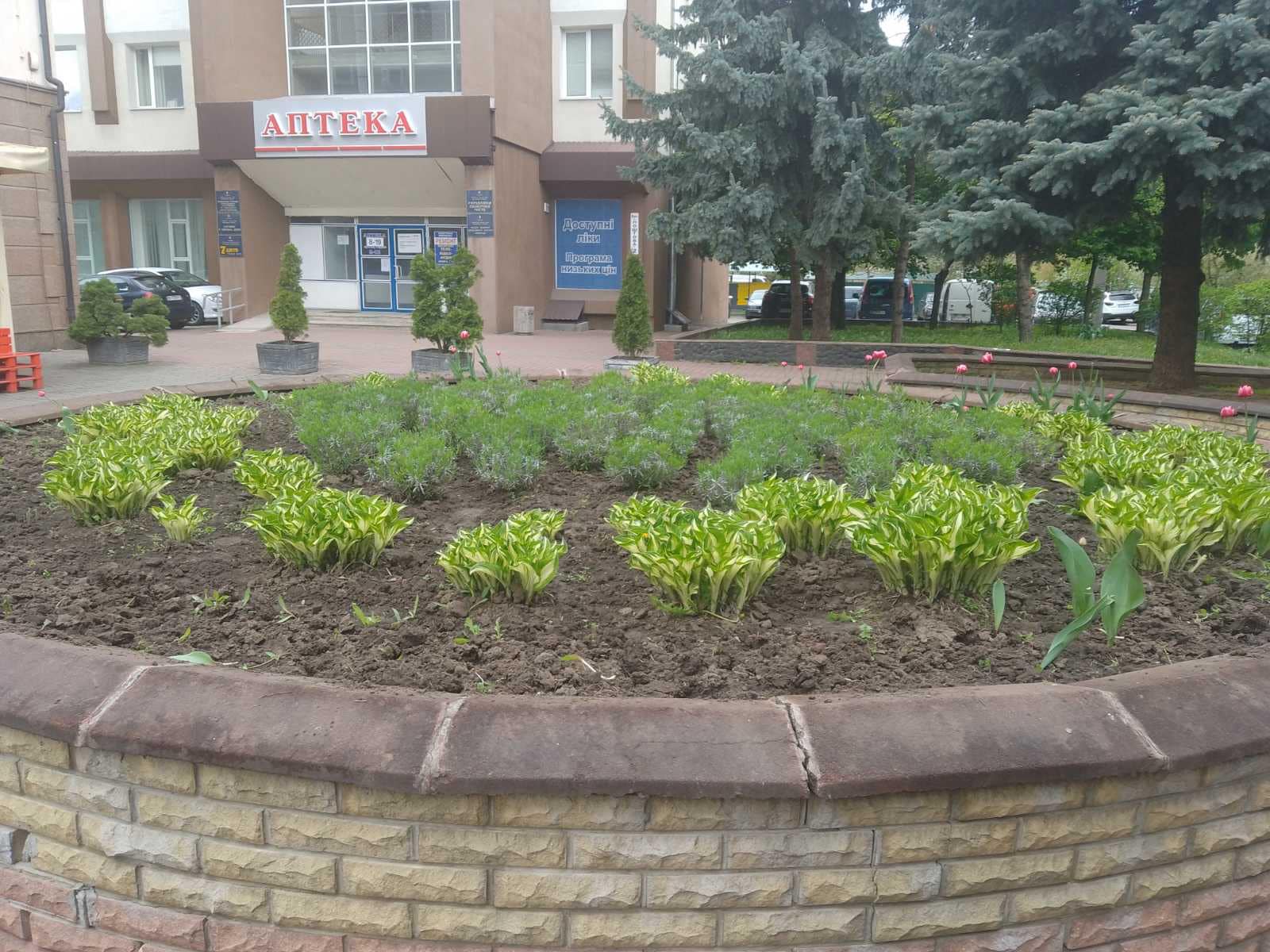 У Рівному продовжують виривати квіти з міських клумб 0000