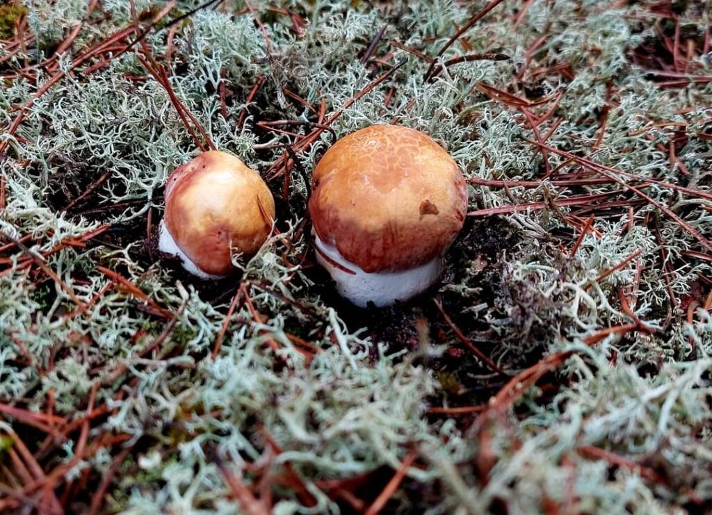 1 Екс-прокурор із Рівненщини похизувався в соцмережах півкілограмовим боровиком (ФОТО)