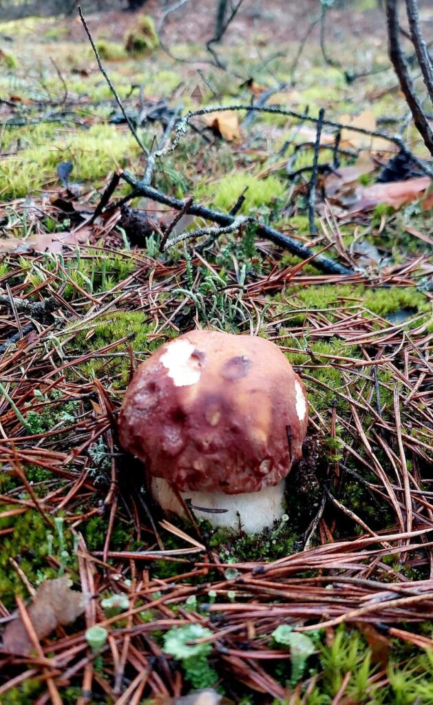 1 Екс-прокурор із Рівненщини похизувався в соцмережах півкілограмовим боровиком (ФОТО)