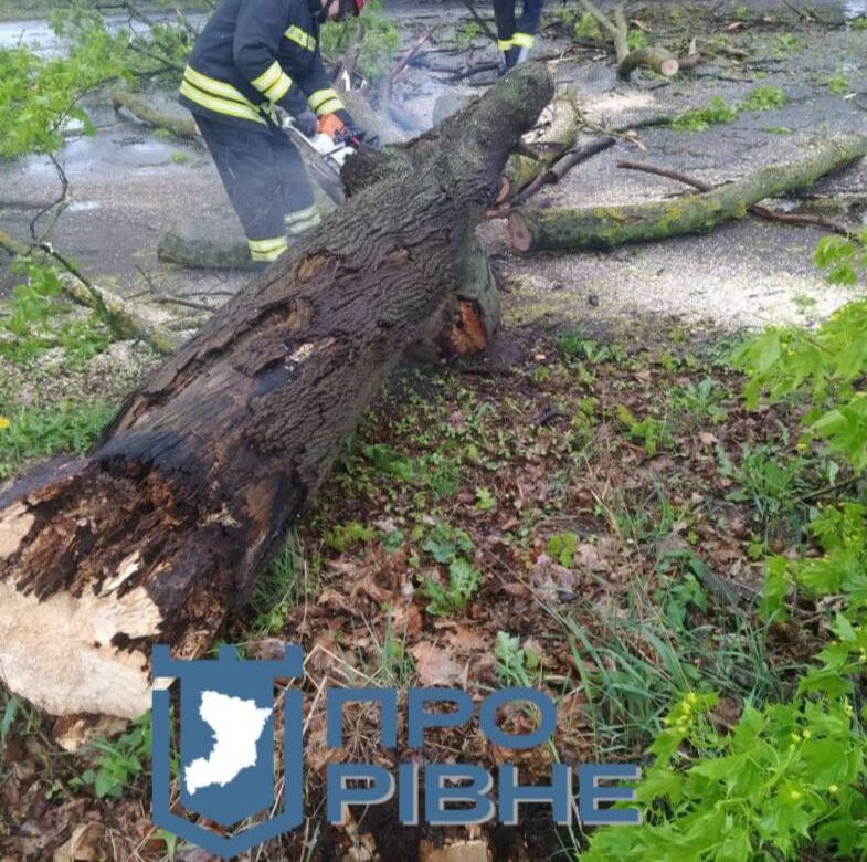 У Рівному на дорогу впало дерево і заблокувало проїзд (ФОТО)