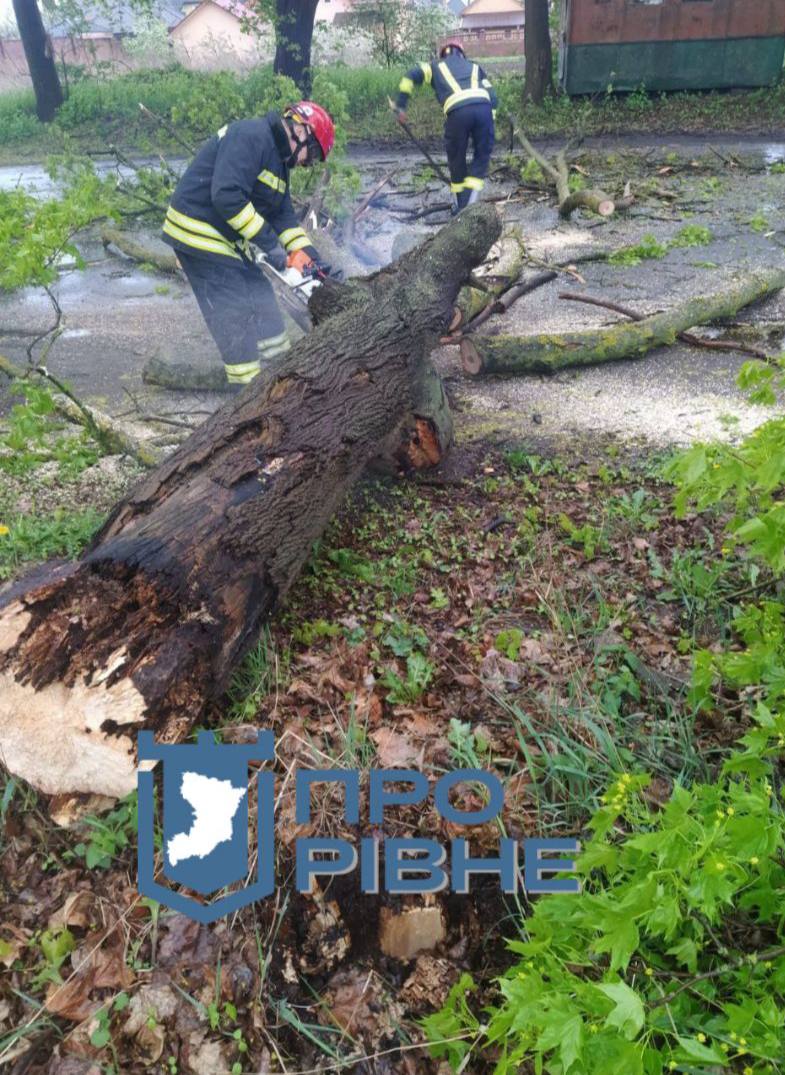 У Рівному на дорогу впало дерево і заблокувало проїзд (ФОТО) 0000