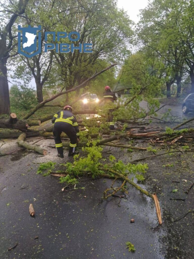 1 У Рівному на дорогу впало дерево і заблокувало проїзд (ФОТО)