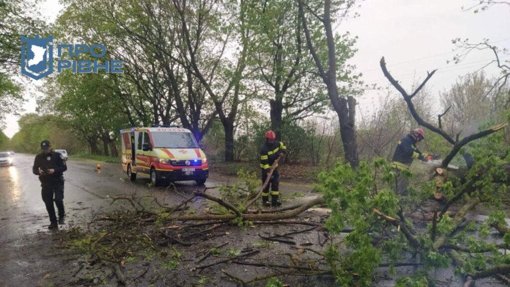 1 У Рівному на дорогу впало дерево і заблокувало проїзд (ФОТО)