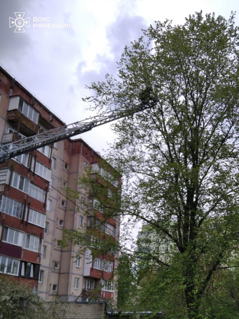 1 Рівненські надзвичайники двічі за добу рятували котиків
