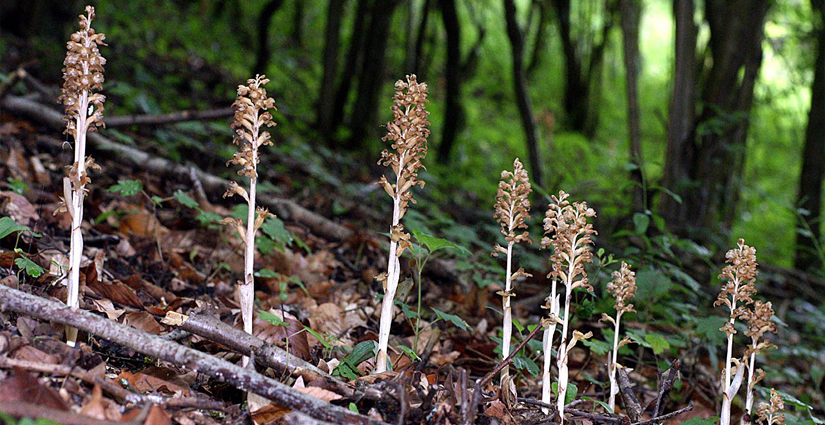 Рідкісну червонокнижну орхідею помітили у нацпарку на Рівненщині