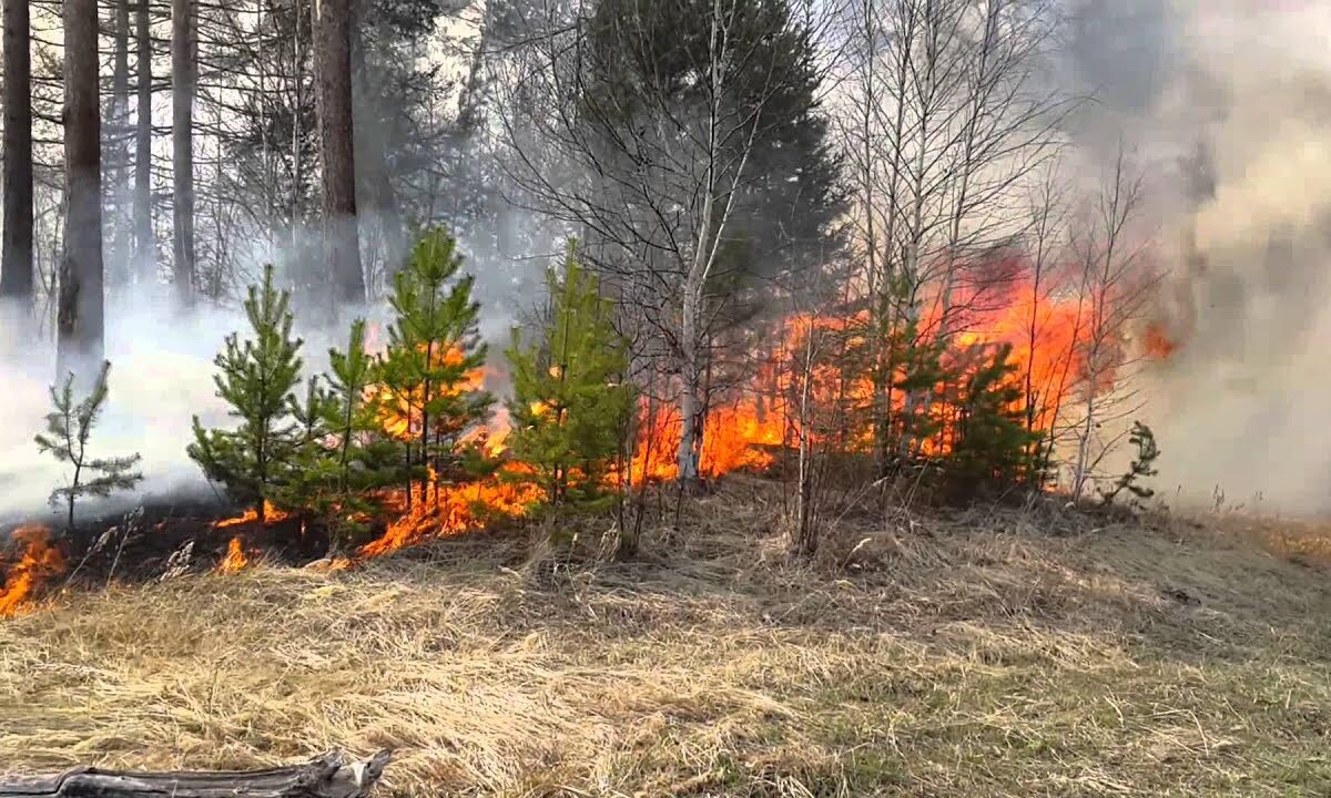 Високий рівень пожежної небезпеки спостерігається у лісах Рівненщини