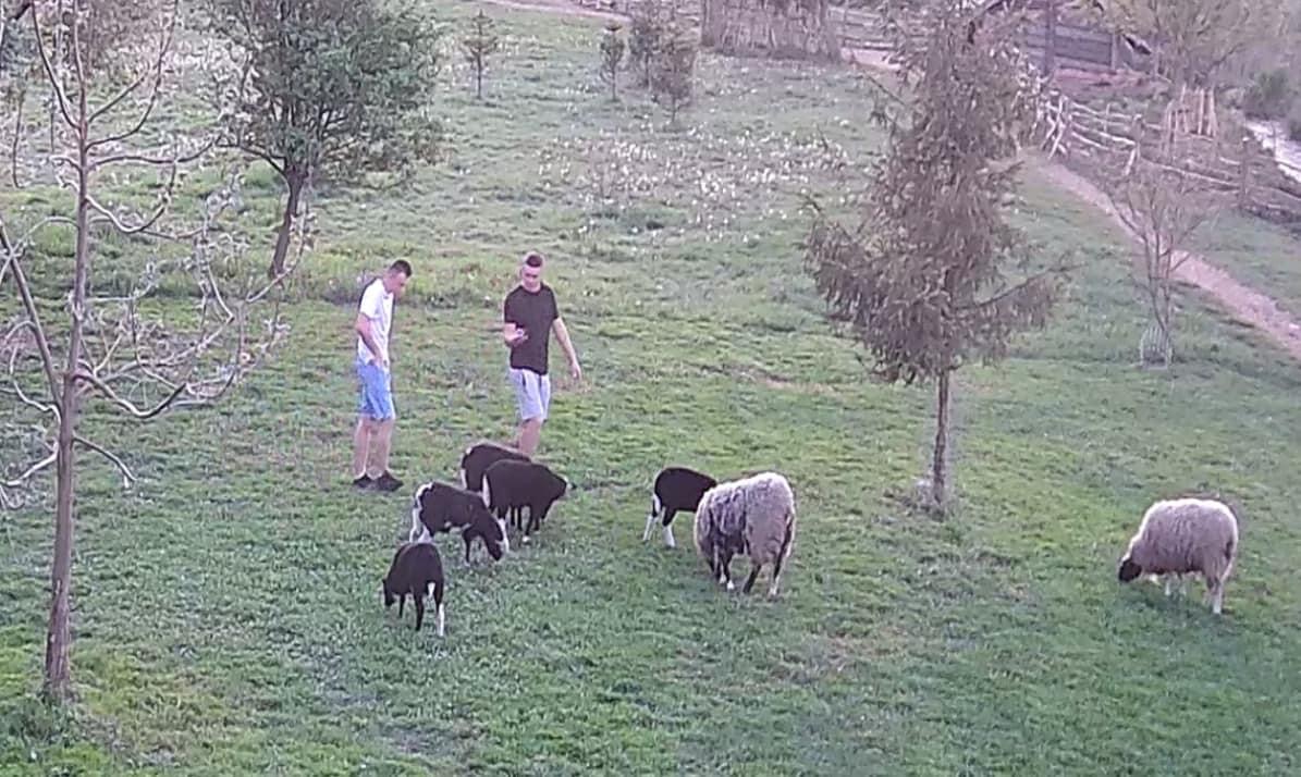 У Рівному встановили особи хуліганів, які на «Оствиці» знущалися над тваринами