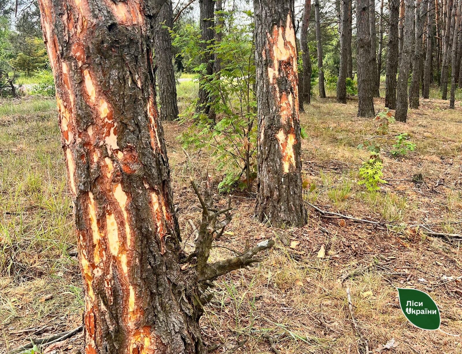 Хотіла прикрасити клумбу біля дому: жителька Рівненщини понівечила у лісі дерева 0000