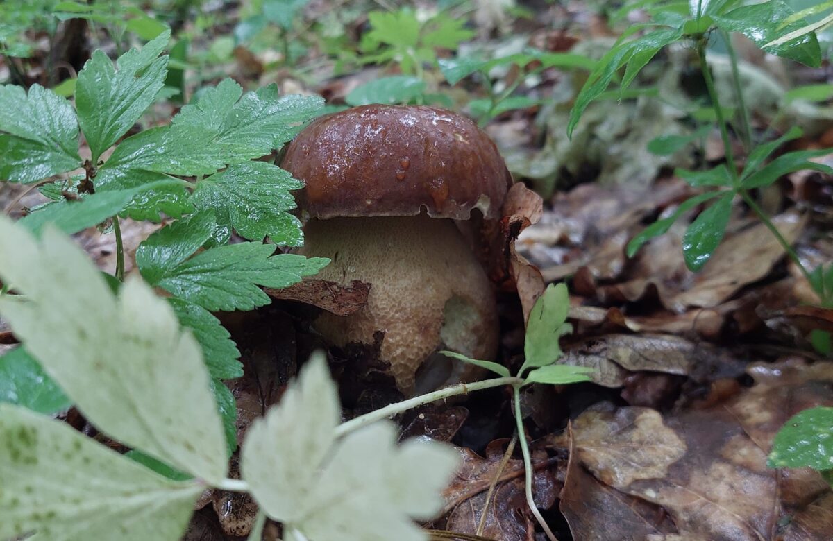 Відомий грибник Рівненщини за лічені години назбирав понад сотню білих грибів