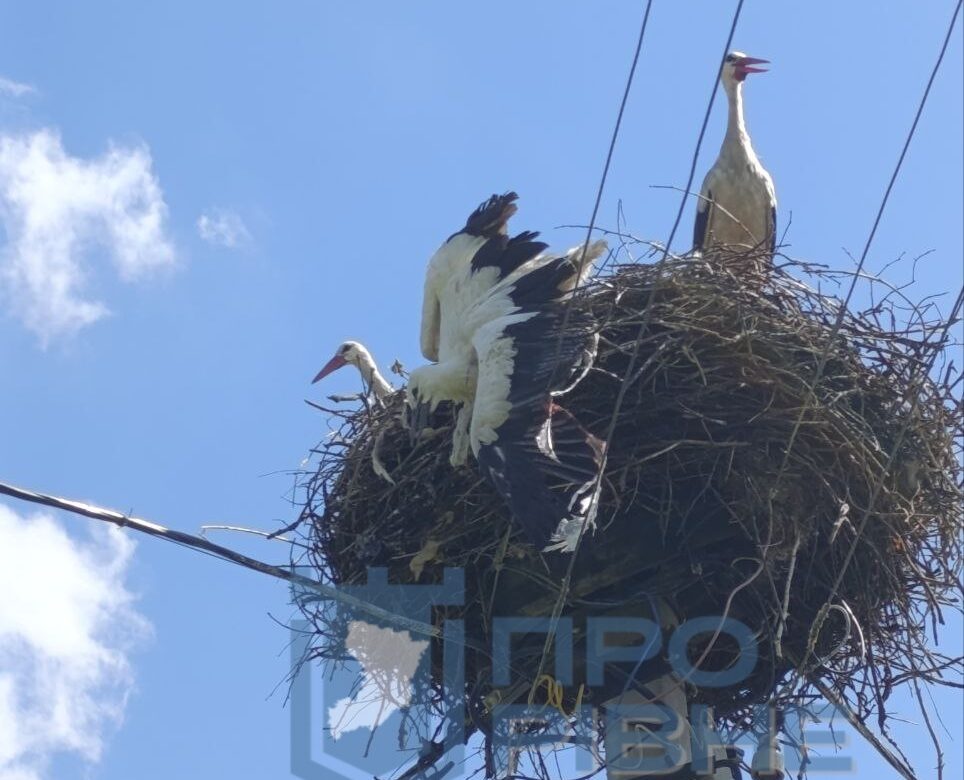 Операція з порятунку лелеки на Рівненщині: пораненого птаха везуть у зоопарк поліцейські (ФОТО, ВІДЕО)