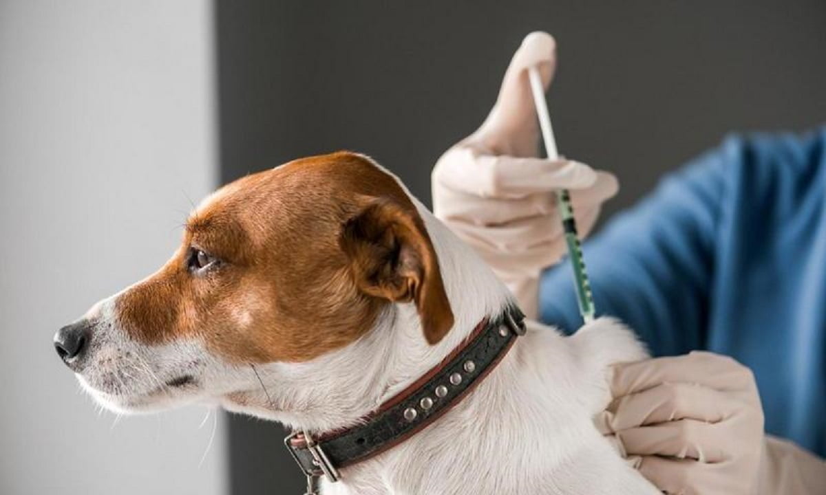 У Рівному та Квасилові тварин безкоштовно вакцинуватимуть від сказу 0000