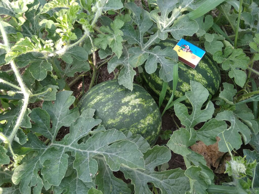 1 Мешканці Рівненщини похизувались врожаєм кавунів (+ФОТО)