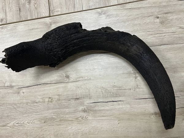 1 Рештки доісторичної тварини знайшли на території нацпарку на Рівненщині