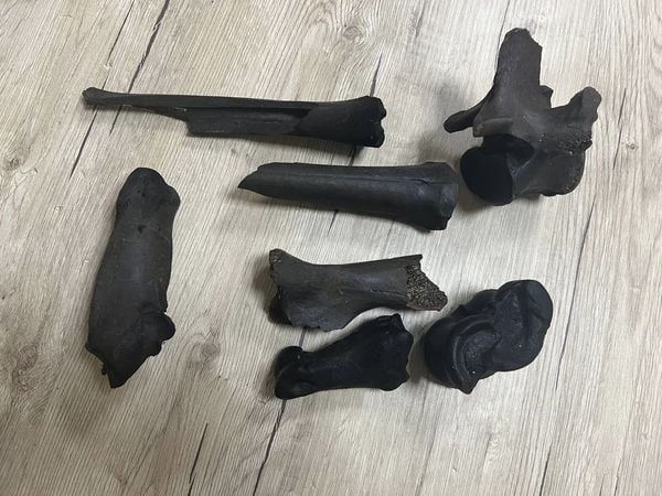 Рештки доісторичної тварини знайшли на території нацпарку на Рівненщині