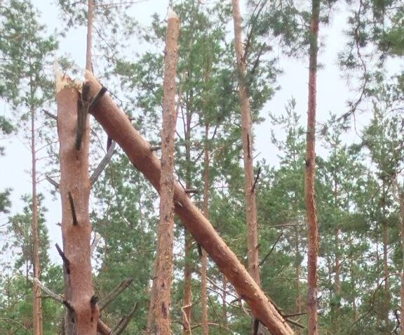 1 У нацпарку на Рівненщині через негоду повалило дерева