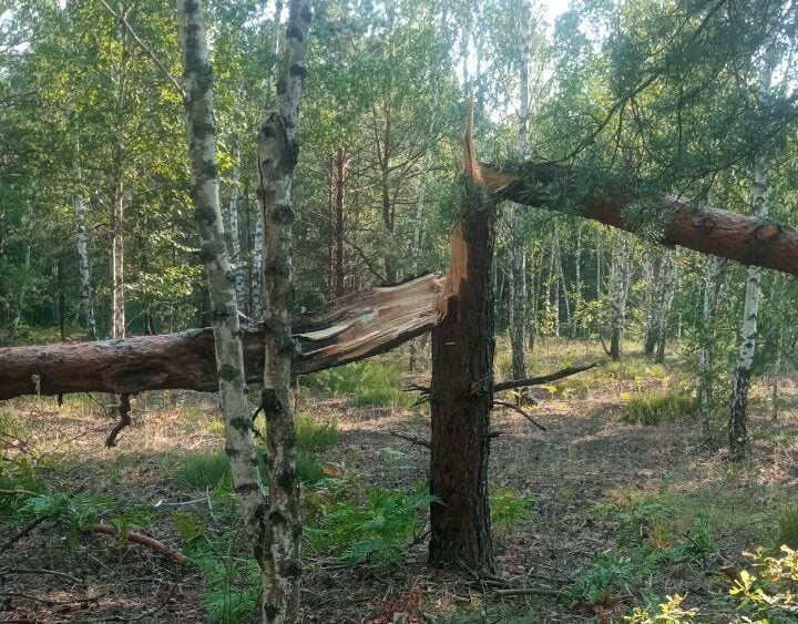 1 У нацпарку на Рівненщині через негоду повалило дерева
