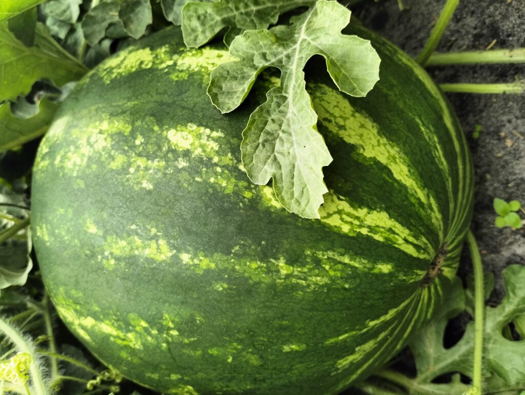 1 Мешканці Рівненщини похизувались врожаєм кавунів (+ФОТО)