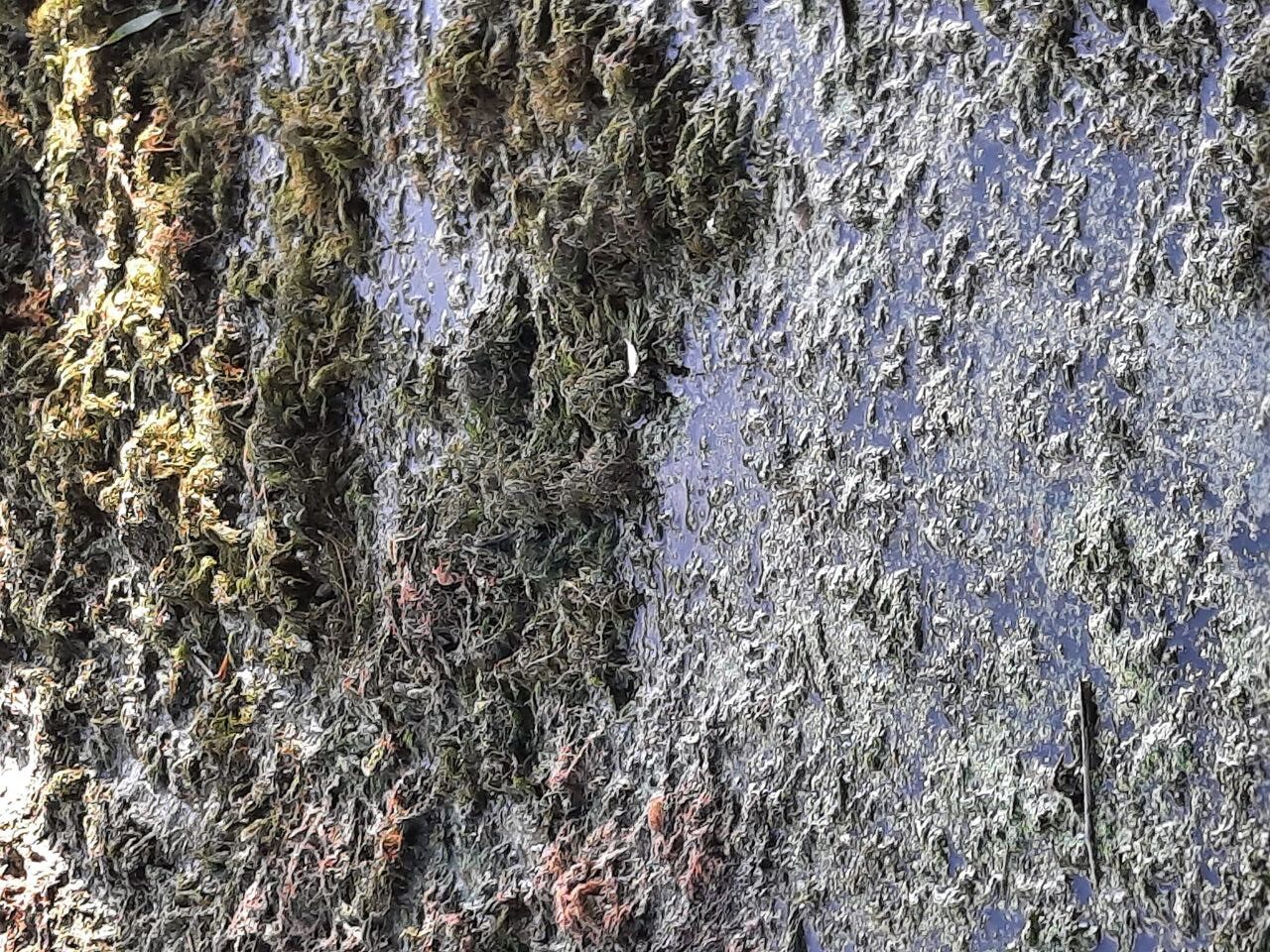 1 Басівкутське озеро в Рівному можна очистити за рік-два, - керівник місцевого парку