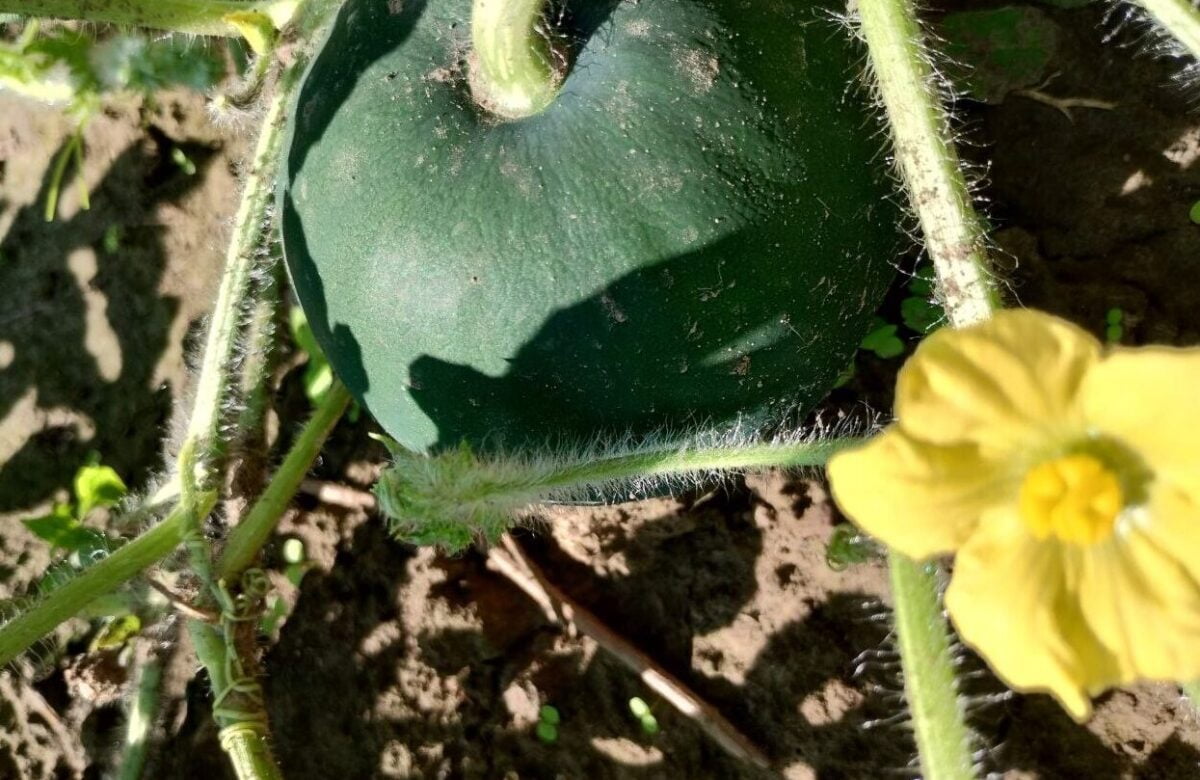 Мешканці Рівненщини похизувались врожаєм кавунів (+ФОТО)