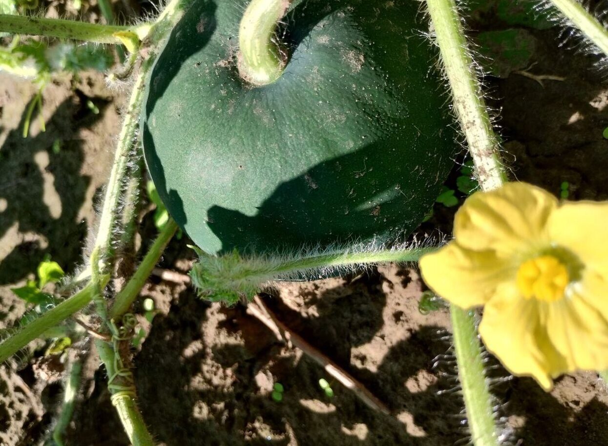 Мешканці Рівненщини похизувались врожаєм кавунів (+ФОТО) 0000