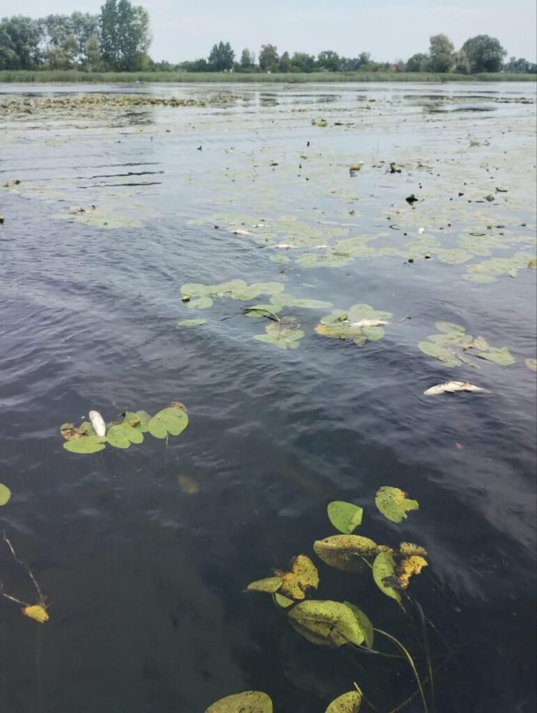 1 У Млинівському водосховищі через кисневе голодування гине риба