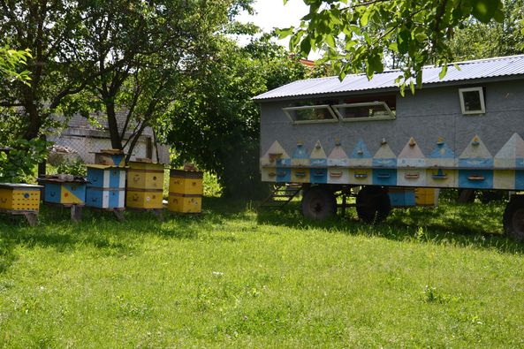 1 Так покусають, що аж жити хочеться: бджоляр з Рівненщини розповів про секрети пасічництва
