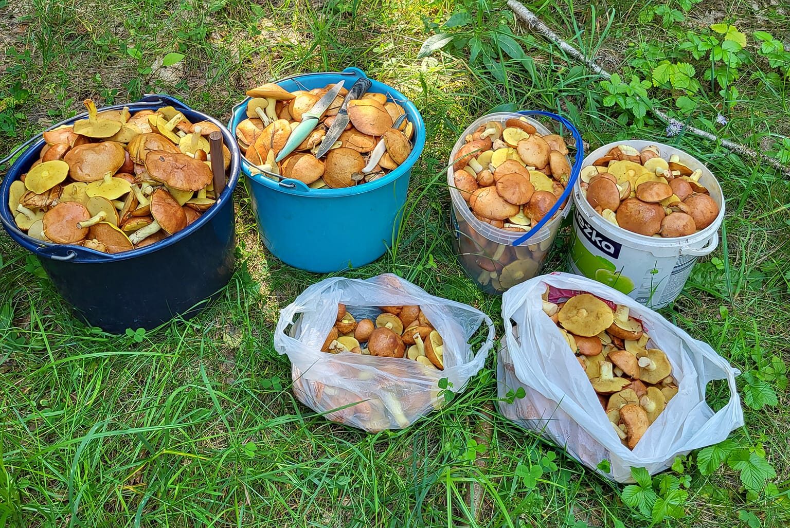 1 Грибний бум: що знаходять у лісах жителі Рівненщини (ФОТО)