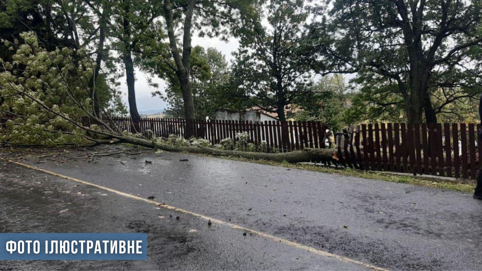На Рівненщині через негоду повалило дерева на дорогу 0000