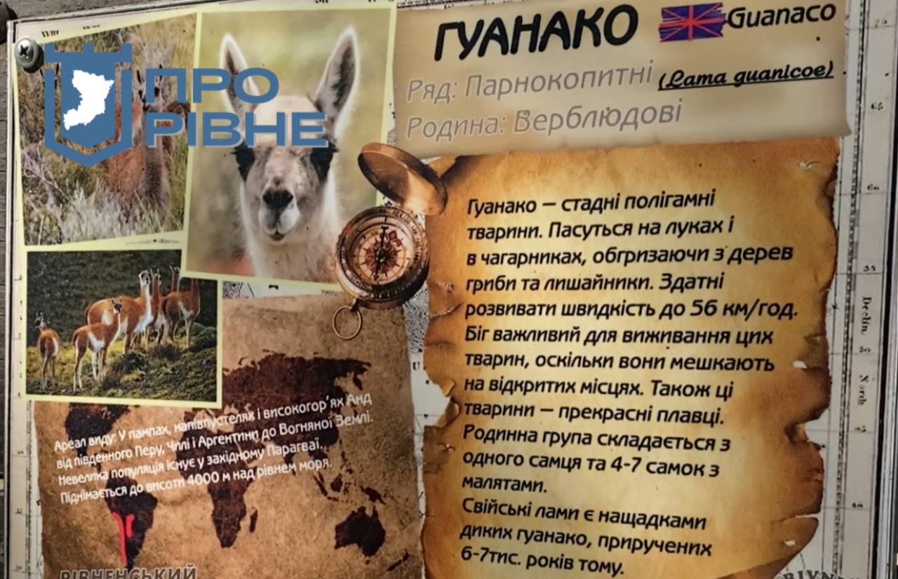 1 У Рівненському зоопарку поповнення: гуанако за літо став двічі татом (ВІДЕО)