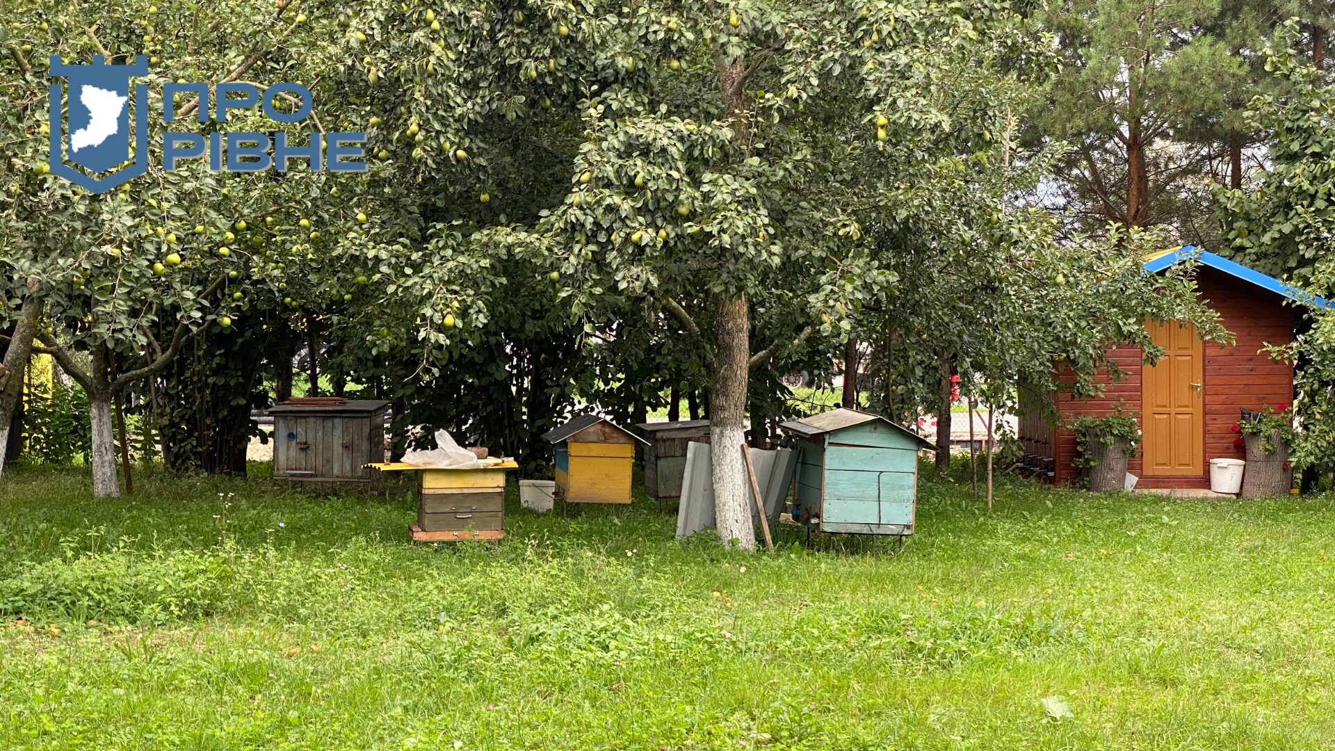 1 Так покусають, що аж жити хочеться: бджоляр з Рівненщини розповів про секрети пасічництва