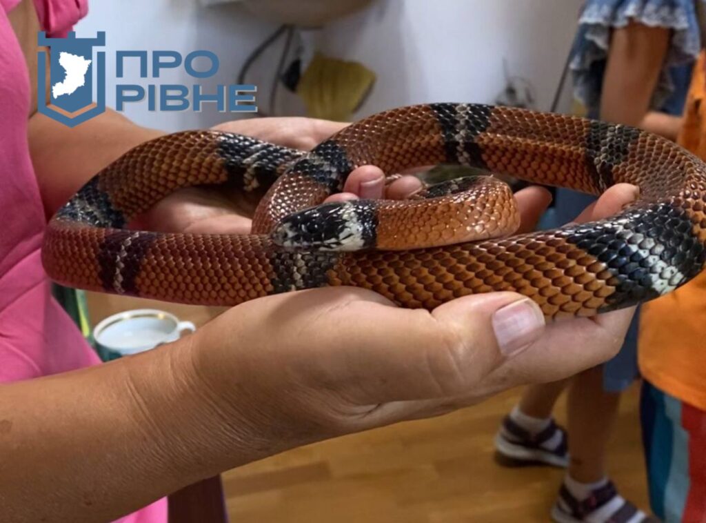 1 Позашкільні гуртки: у Рівному діти вирощуватимуть равликів (ВІДЕО)