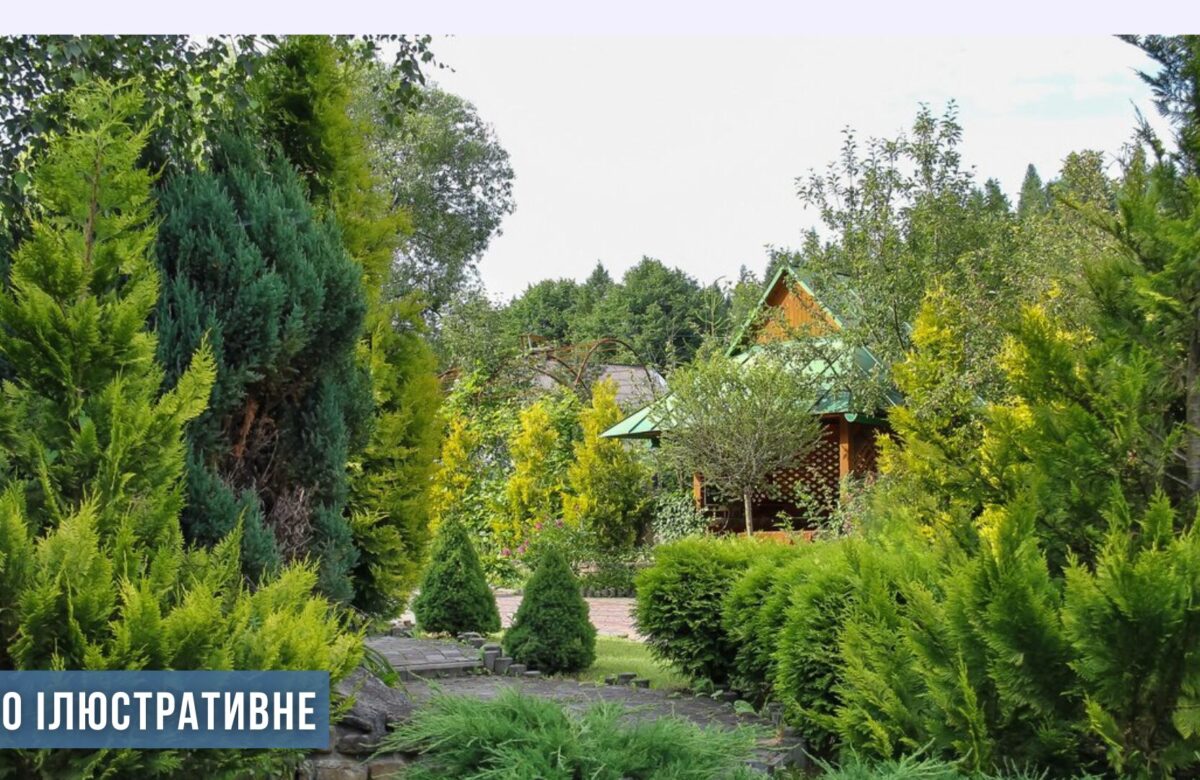 У Рівному судили крадія дерев