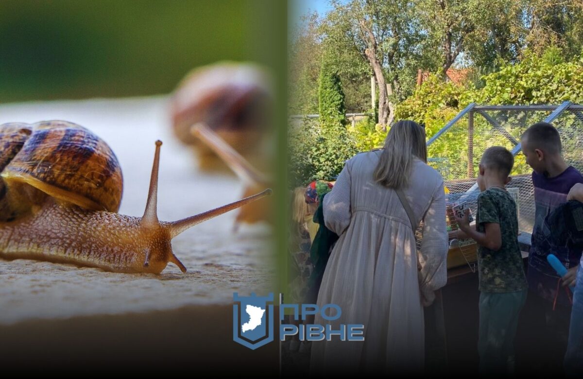 Позашкільні гуртки: у Рівному діти вирощуватимуть равликів (ВІДЕО)