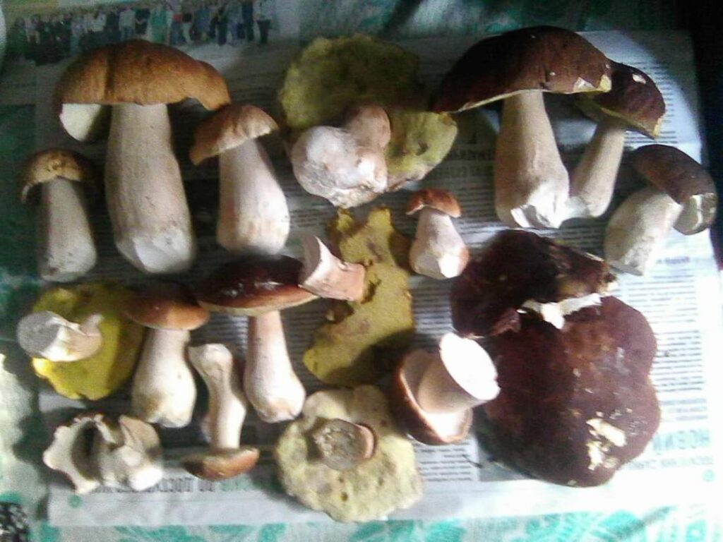 1 У лісах Рівненщини почали з'являтися гриби (ФОТО)