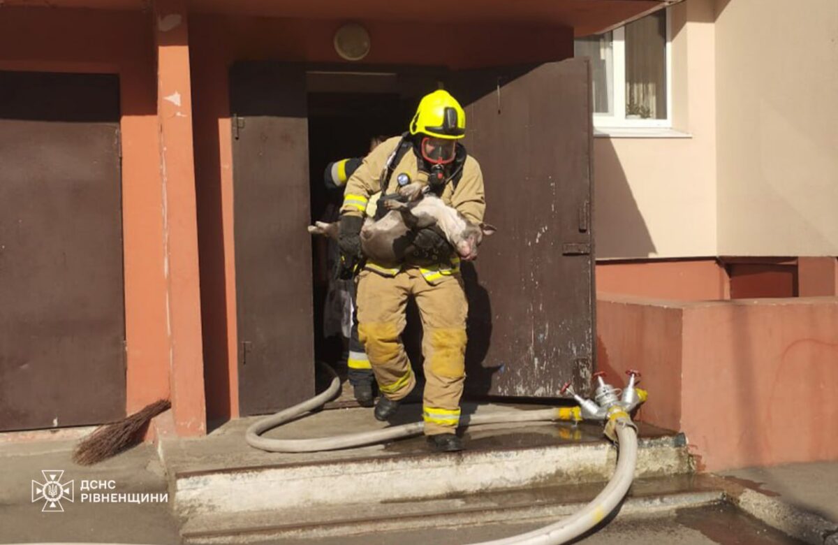 Рятувальники Рівненщини врятували собаку під час ліквідації пожежі