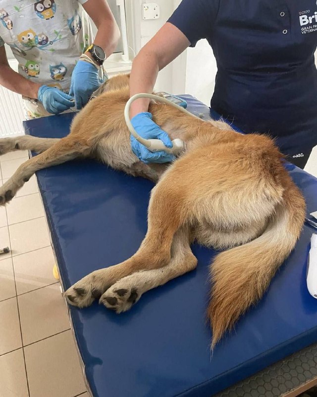 1 Жителя Рівненщини можуть ув’язнити на п’ять років за неодноразове знущання над собакою