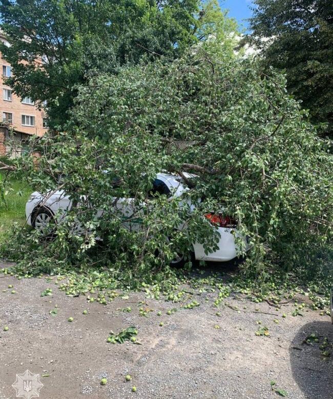 У Рівному буря вириває дерева з корінням та завдає збитків (ФОТО, ВІДЕО)