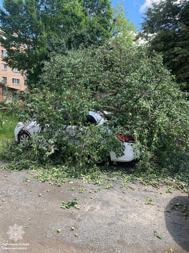 У Рівному буря вириває дерева з корінням та завдає збитків (ФОТО, ВІДЕО) 0000