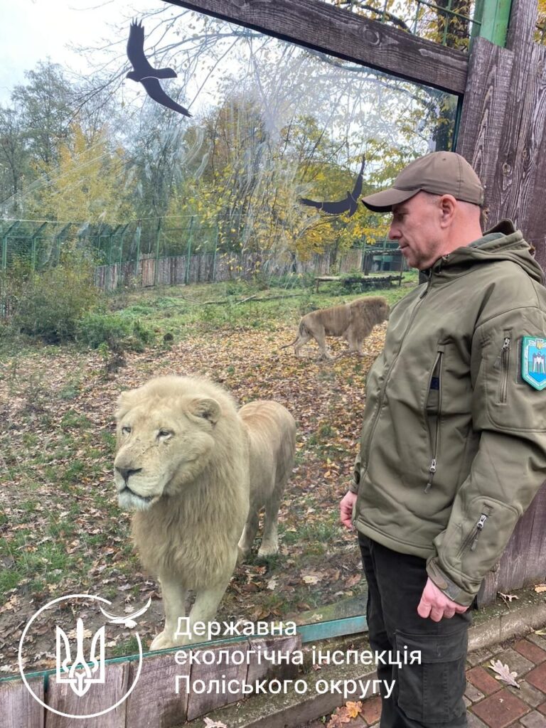 1 Деталі історії знайденої на сміттєзвалищі левиці: за що директор рівненського зоопарку заплатив штраф