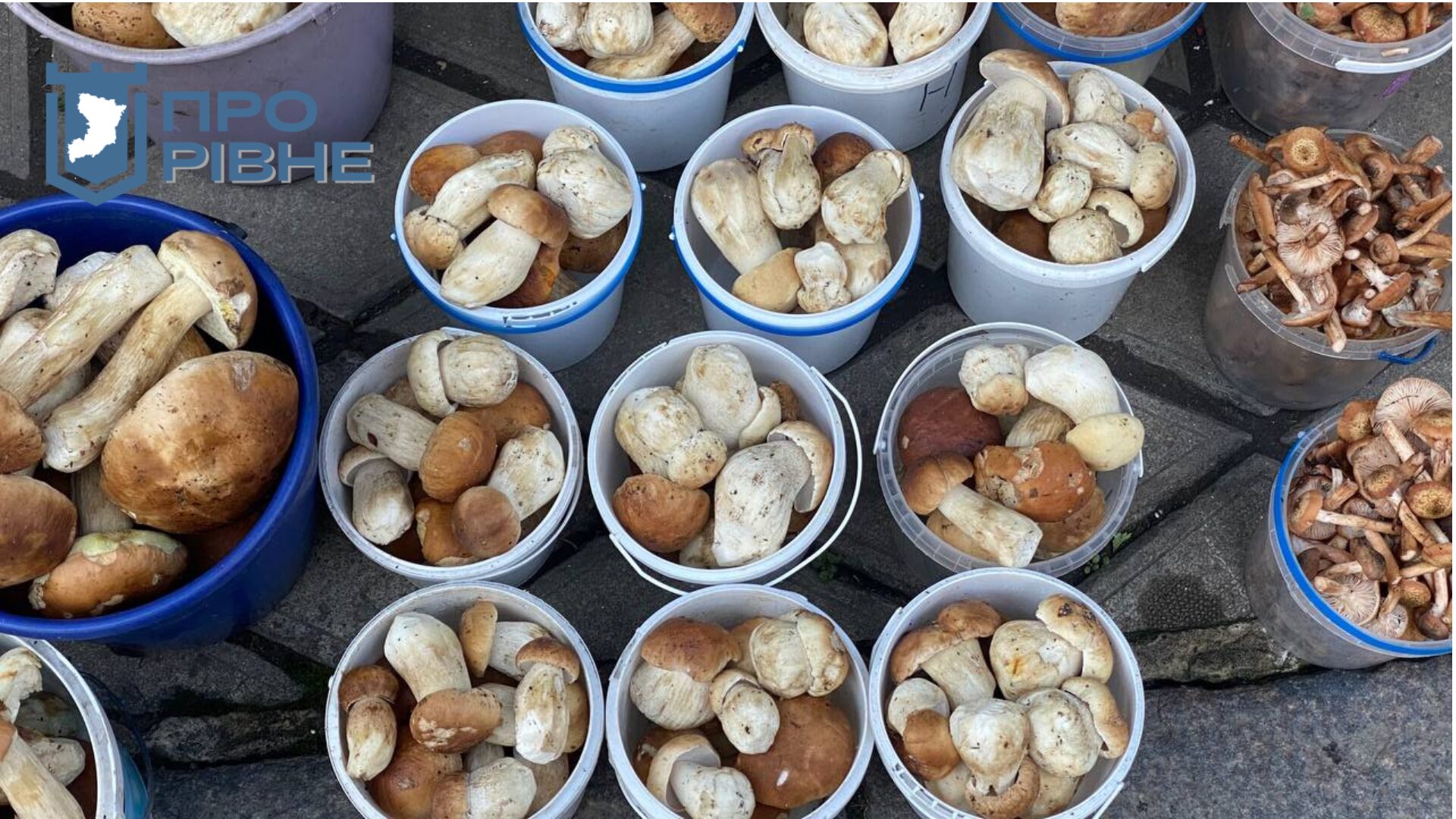 1 Грибний бум на ринку Рівного: де збирають та які ціни