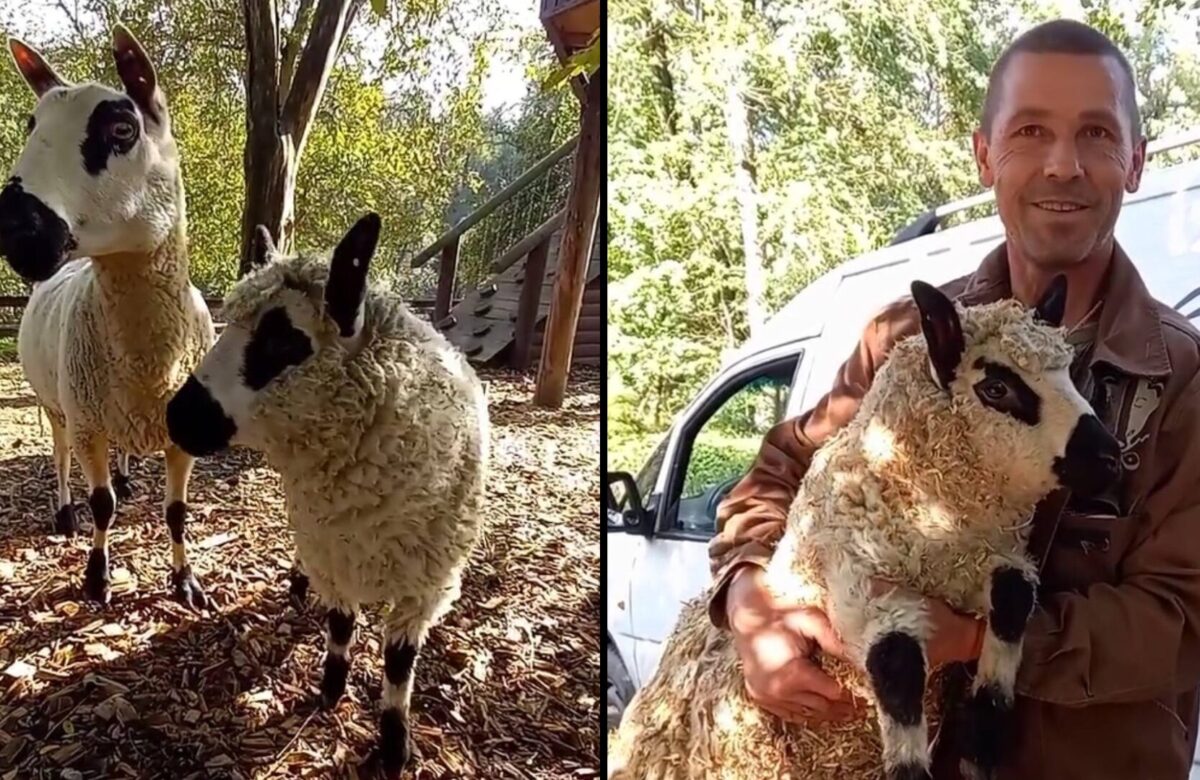 У зоопарку Рівного – нові пухнасті мешканці