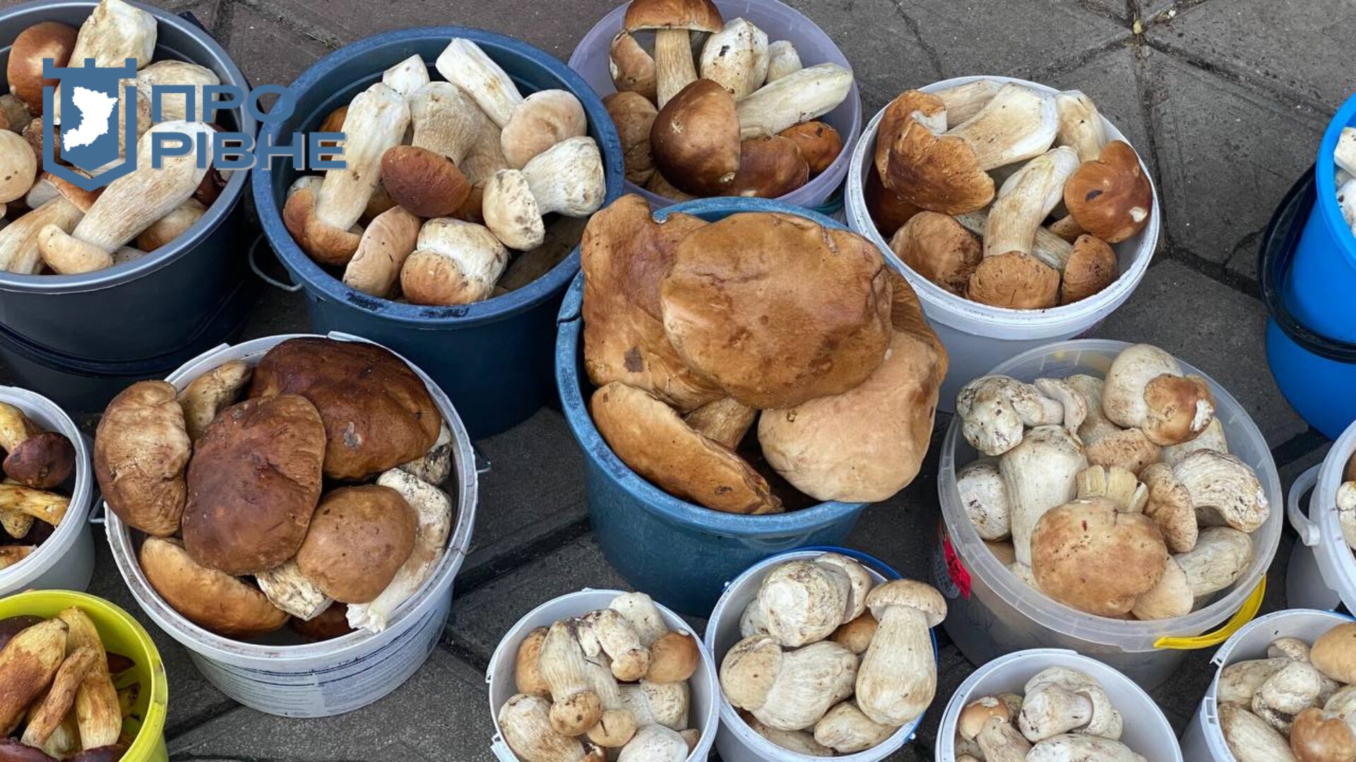 1 Грибний бум на ринку Рівного: де збирають та які ціни