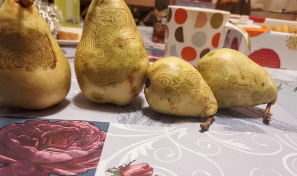 Загадкові послання на грушах: подружжя пенсіонерів знаходить у садку дивні письмена (ФОТО) 0000