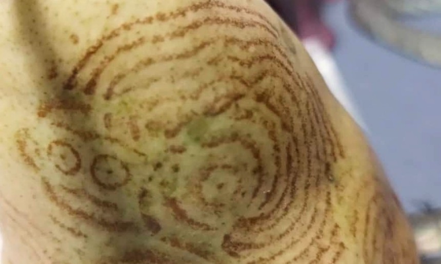 1 Загадкові послання на грушах: подружжя пенсіонерів знаходить у садку дивні письмена (ФОТО)