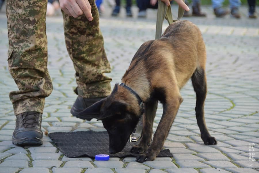 1 Рівненські кінологи разом з чотирилапими напарниками провели заняття для дошкільнят
