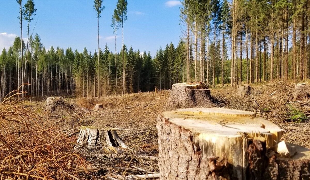 У скандально відомому лісі на Рівненщині виявили збитків у понад мільярд гривень